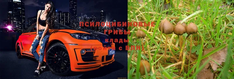 Галлюциногенные грибы Magic Shrooms  Покачи 